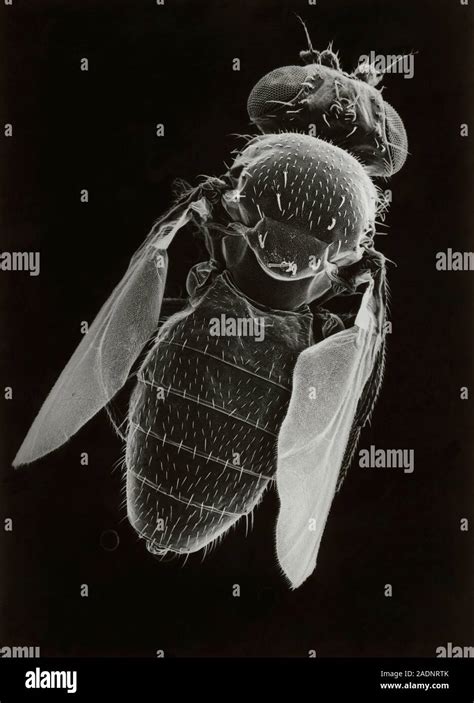 Scanning Electron Micrograph Of The Fruit Fly Drosophila Melanogaster