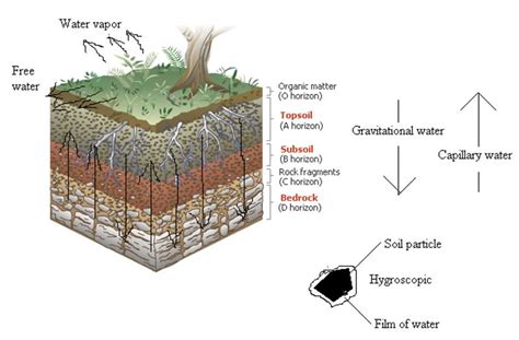 Forms Of Water In Soil Function Of Soil For Plant Growth Forestrypedia