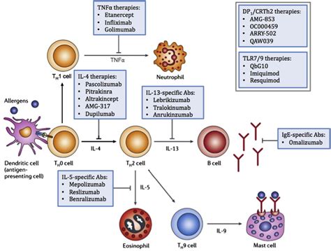 Biologic Targeted Therapy In Allergic Asthma Annals Of Allergy Asthma And Immunology