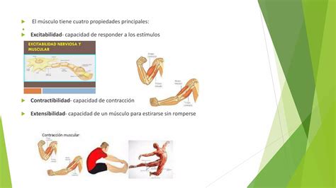 Células Musculares Ppt Descarga Gratuita