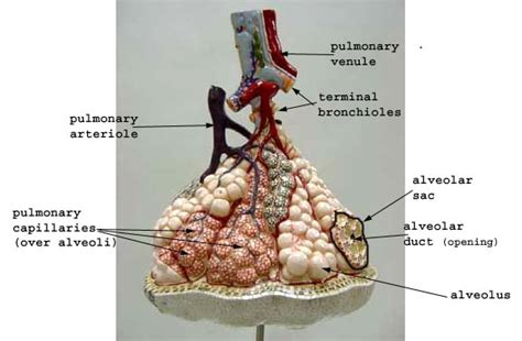 Alveoli Model Labeled Nursing School Problems Pinterest Models