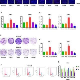 Effects Of Cse On The Migration And Invasion Of Human Npc Cells A The