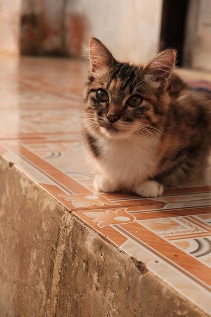 Le Chat Felis Catus Est Une Espèce Domestique De Petit Mammifère