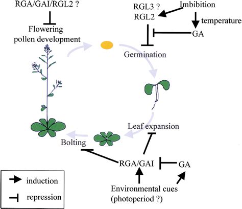 Gibberellin Regulates Arabidopsis Seed Germination Via Rgl2 A Gairga