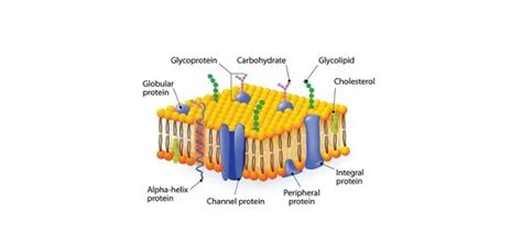 Peripheral Proteins: Definition, Function, and Examples