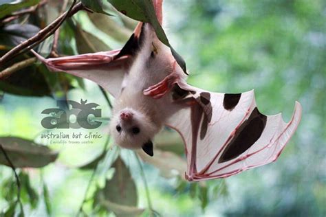 Pukakkeleucisticpiebald Grey Headed Flying Fox Who Currently Resides