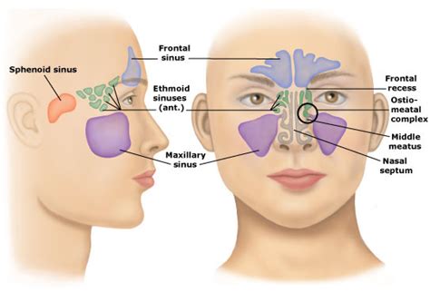 Paranasal Sinuses Diagram Quizlet