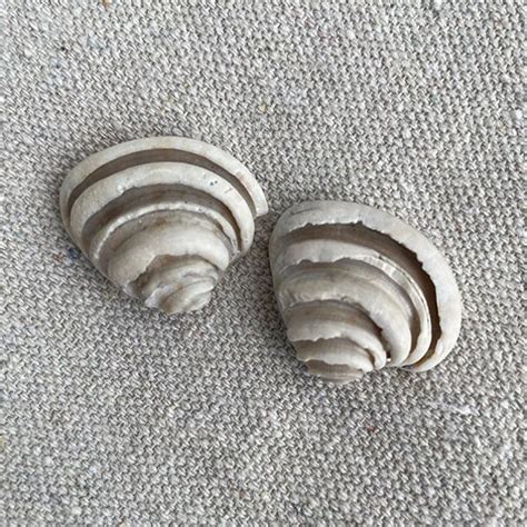 Rare Sea Shells Etsy