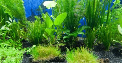 Les Algues Dans L Aquarium Comment Les Combattre Efficacement