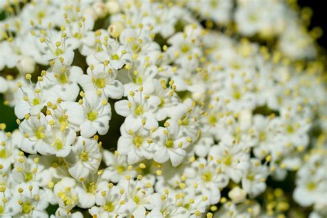 Wolliger Schneeball Viburnum lantana günstig kaufen