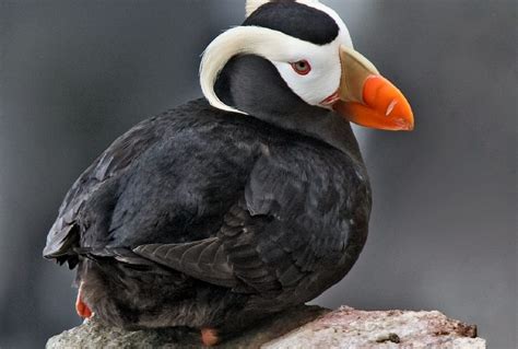 Mass die-offs of puffins in Alaska may be linked to climate change