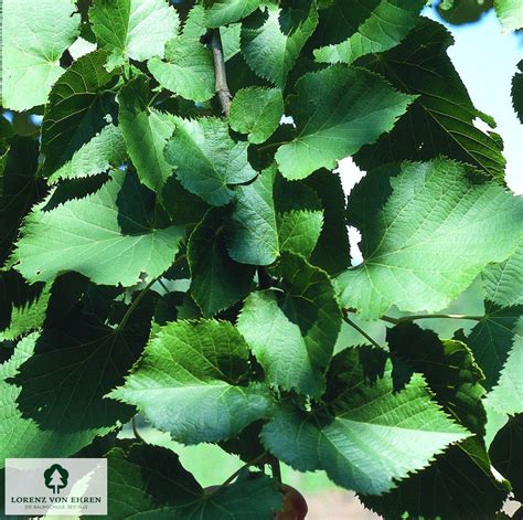 Tilia Flavescens Glenleven Baumschule Lve