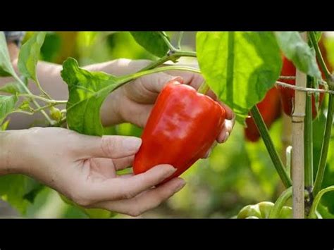 Za najbrži rast paprika krastavca paradajza OVO obavezno uradite