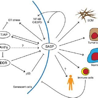 Selected list of senescence markers | Download Table