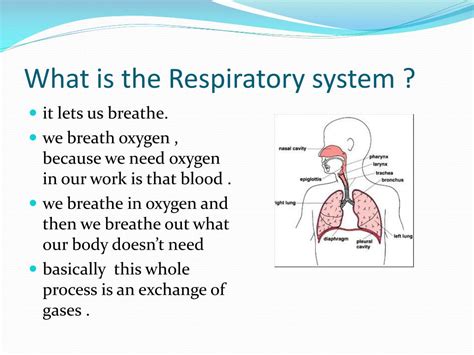 Ppt The Respiratory System Powerpoint Presentation Free Download Id2439774