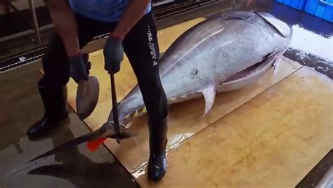 World S Sharpest Tuna Knifeamazing Giant Bluefin Tuna Cutting Master