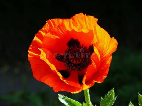 Red Poppy Flower Stock Photo Image Of Dark Blossoming 9877612