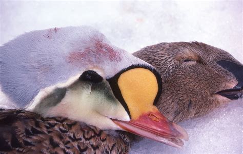 II.3: INUIT FOOD: 3. Hunting ~ People of the Arctic by John Tyman