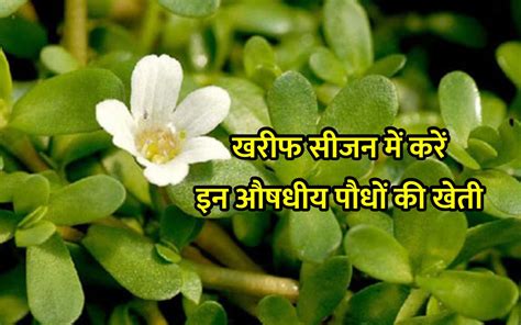 July Medicinal Plants जुलाई में इन औषधीय पौधों की करें खेती हो जाएंगे