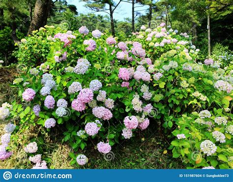 Hydrangea Suguk Festival In Taejongsa Buddhist Temple Taejongdae