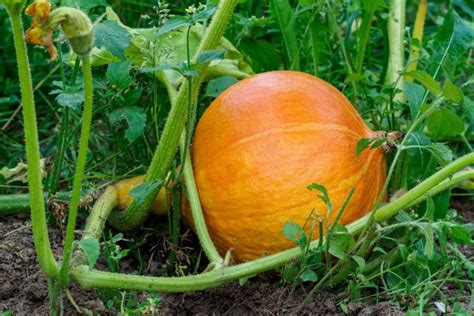 All About Growing Hokkaido Pumpkins Plantura