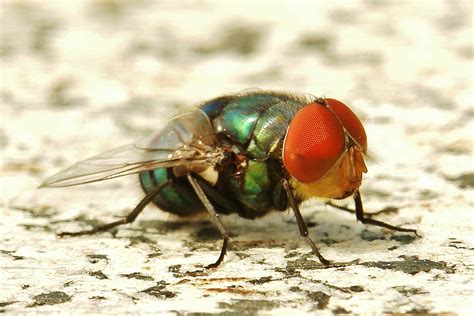 Blowfly Insect Maggot