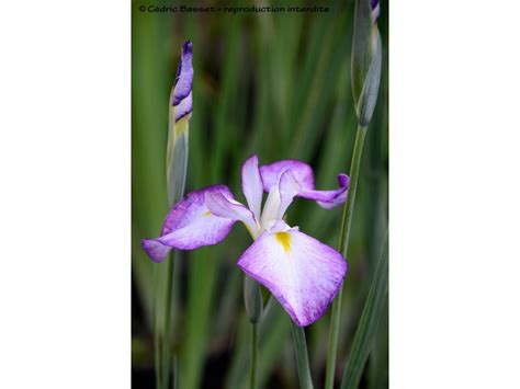 Iris Ensata Cultivar Ind Termin