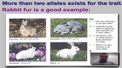 Multiple Alleles Biology Example