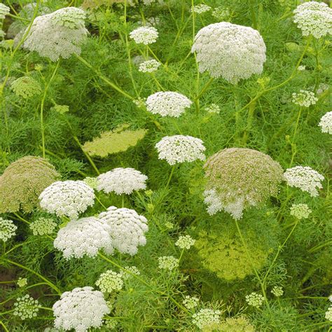 Ammi Visnaga Khella Ammi Visnage Plante Annuelle Sauvage Très