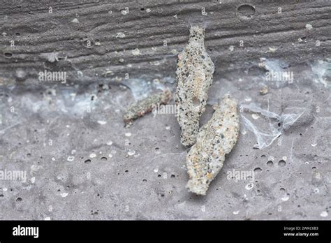 Bagworm Plant Hi Res Stock Photography And Images Alamy