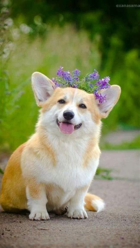 Amazing Facts About Corgis Artofit