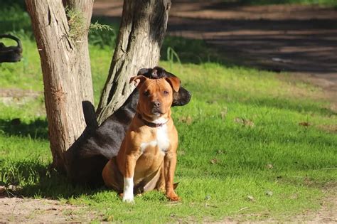 11 Most Muscular Dog Breeds Buff Dogs Dog Vet Tips