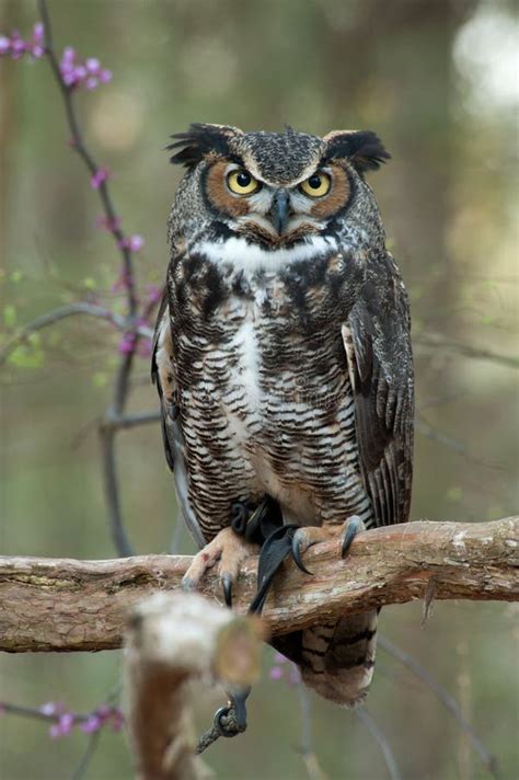 Great Horned Owl Eyes stock photo. Image of looking, look - 31115736