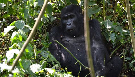 Rwanda Gorilla Families, Groups - Gorilla Tours Bwindi