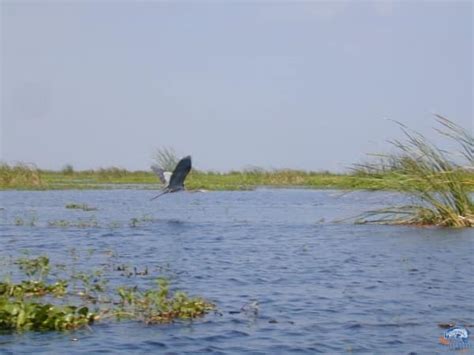 Lake Okeechobee Wildlife Pictures & Sightseeing