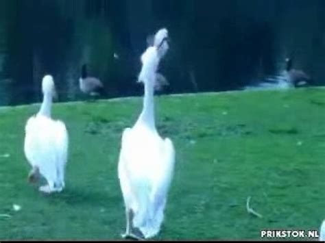 Pelican Eats A Pigeon Video Dailymotion