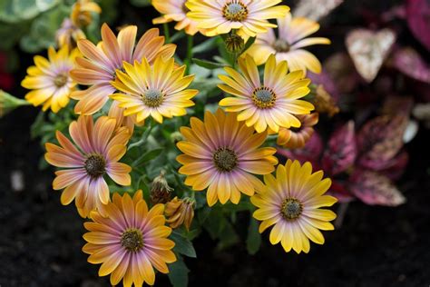 Cape Marigold Cutting Propagation – How To Grow Cape Marigolds From Cuttings