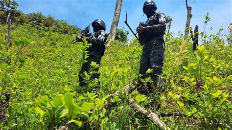 Incautan Mil Plantas De Hoja De Coca En Atl Ntida