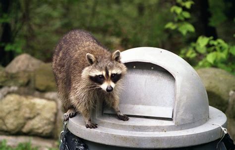 Get Professional Wildlife Removal