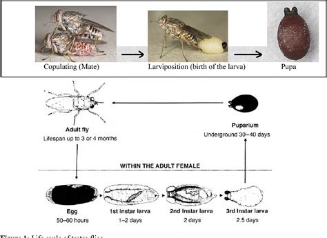 Tsetse Fly Life Cycle Online Purchase | brunofuga.adv.br