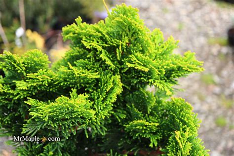 Buy Chamaecyparis Obtusa Aurora Aurora Hinoki Cypress — Mr Maple