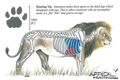 Lion Shot Placement AfricaHunting