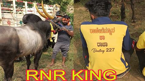 Ranebennur Ka Raja Hori Habba Jallikattu