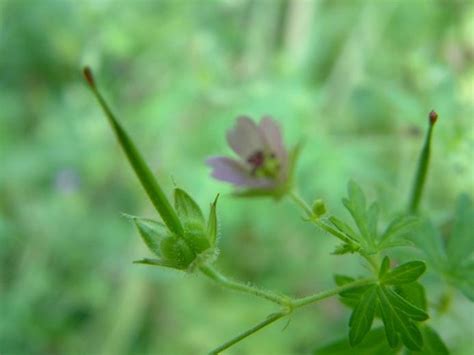 Geranium Bicknellii Northern Cranes Bill Go Botany