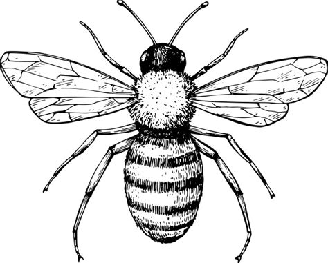 Bee Black and White Vector Images (over 44,000)