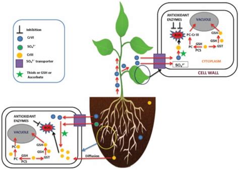 Sustainability Free Full Text Chromium Stress In Plants Toxicity