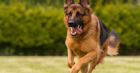 On sait enfin où et quand le chien est devenu le meilleur ami de l