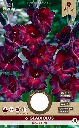 Gladiolus blomsterløg Gladiolus Black Star Pakke med 6 stk