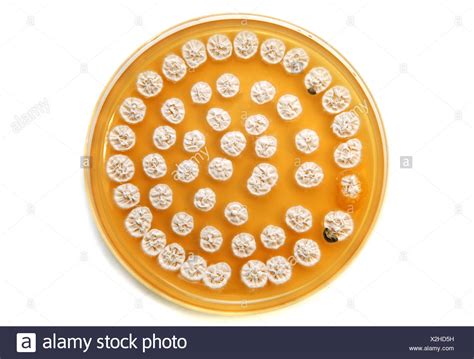 Placa De Agar Fotos E Im Genes De Stock Alamy