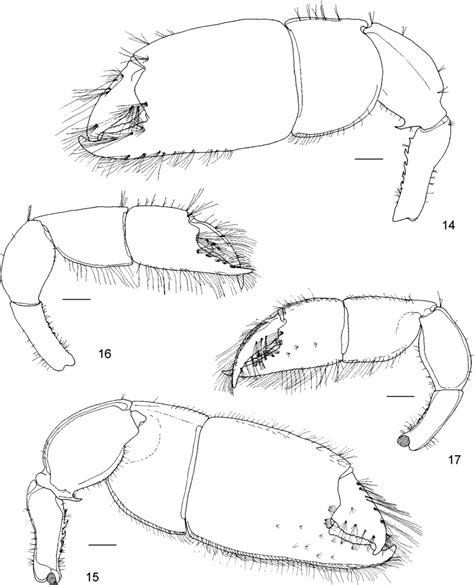 Callianassa Aqabaensis Sp N Holotype NHMW 16759 Lateral 14 And